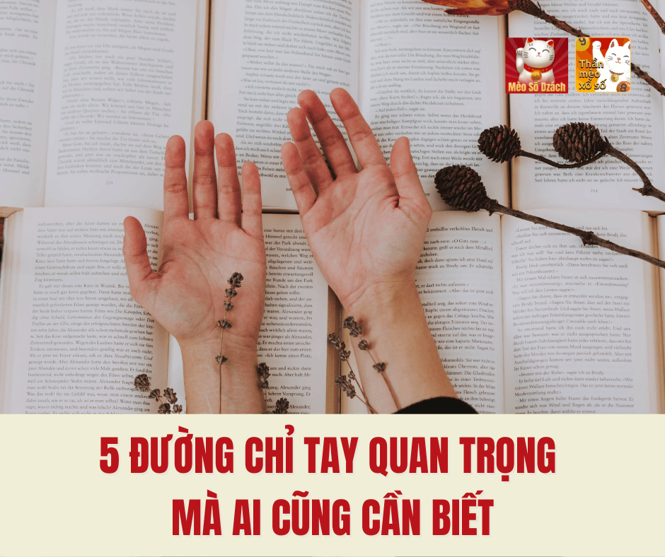 5 đường chỉ tay quan trọng mà ai cũng cần biết!