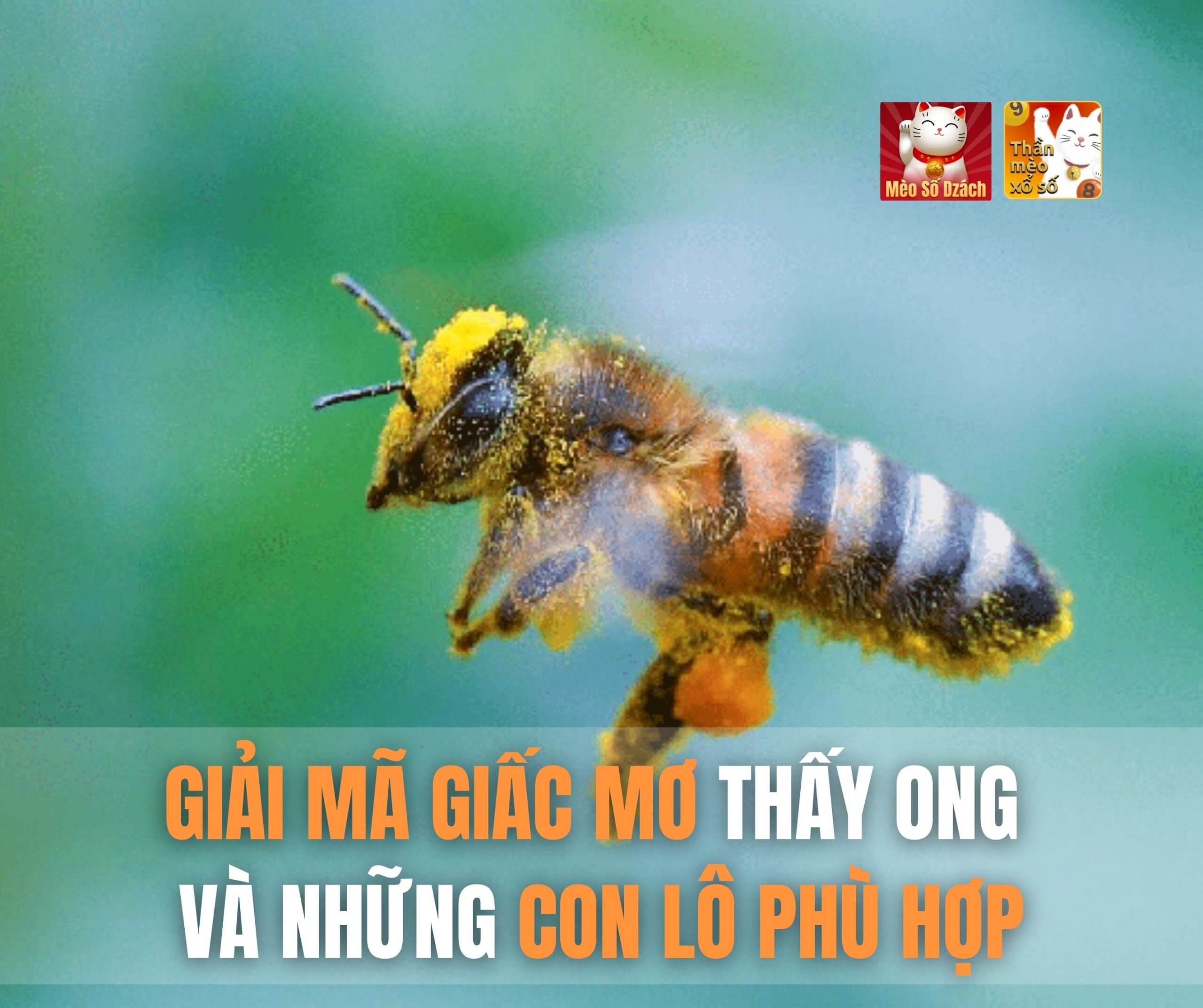 Giải mã giấc mơ thấy ong và những con lô phù hợp