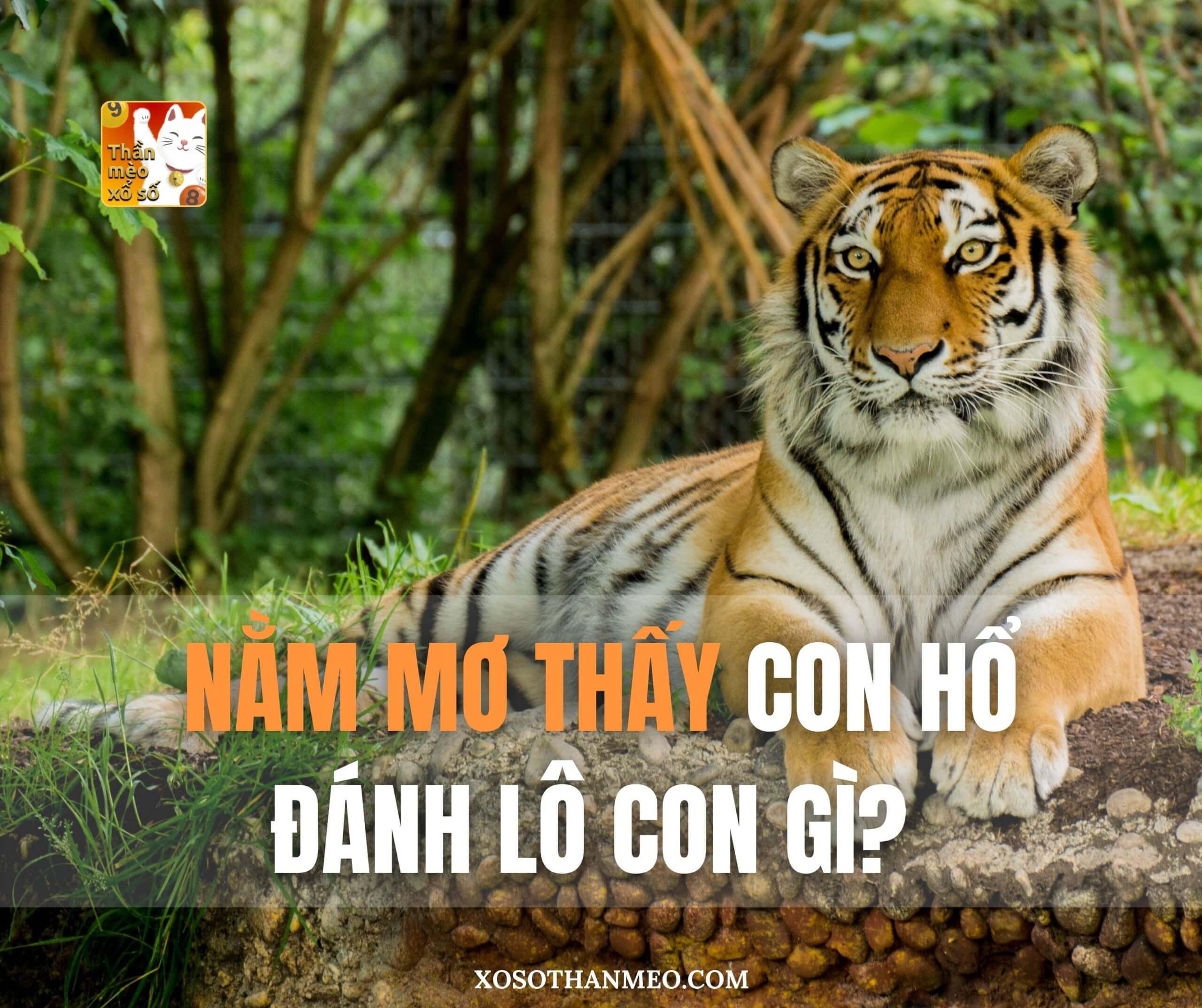 Nằm mơ thấy con hổ đánh lô con gì?