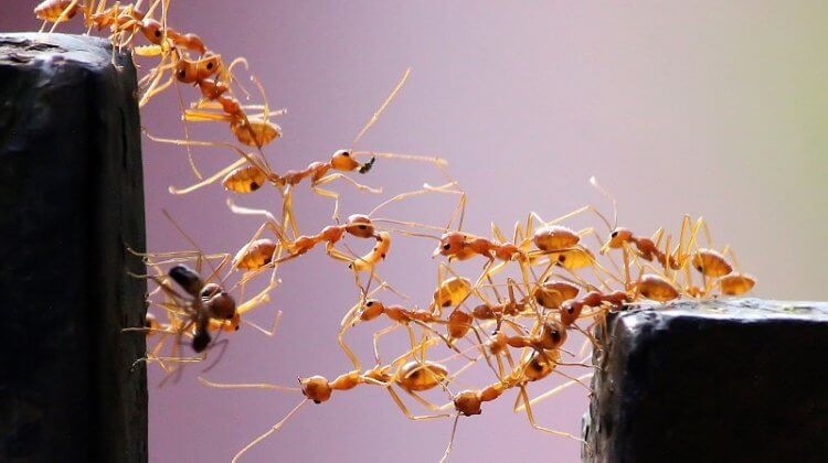 Giải mã giấc mơ thấy đàn kiến nên đánh số gì?
